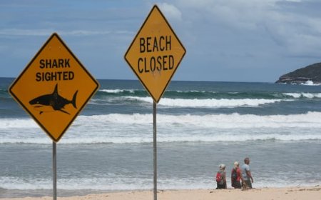 12-year-old boy dies after shark attack in Australia