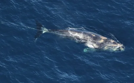 North Atlantic right whale found dead after weeks of entanglement