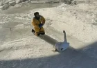 Clancey the swan rescued after being trapped for days on a frozen Connecticut river