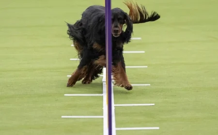 IN PHOTOS | Best of Westminster Kennel Club dog show