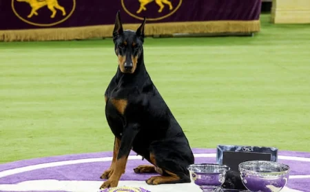 Doberman pinscher Penny wins the 150th Westminster Kennel Club Dog Show