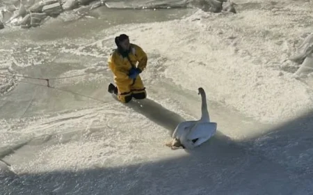Clancey the swan rescued after being trapped for days on a frozen Connecticut river