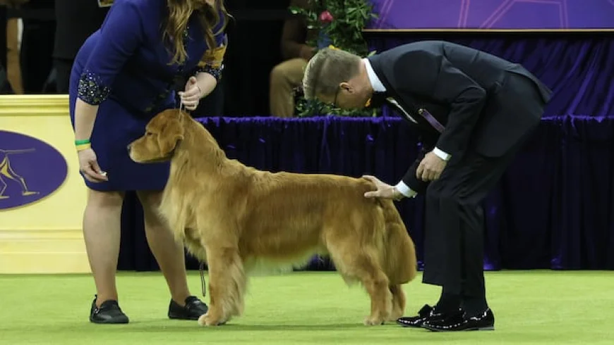 Dogs compete for best in show at Westminster Kennel Club