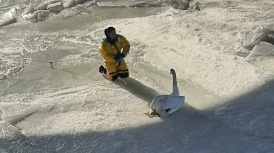 Clancey the swan rescued after being trapped for days on a frozen Connecticut river