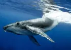 The world's oldest-known whale song recordings tell a story about the changing ocean
