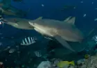 Turns out these sharks can make friends and have social lives, new study finds