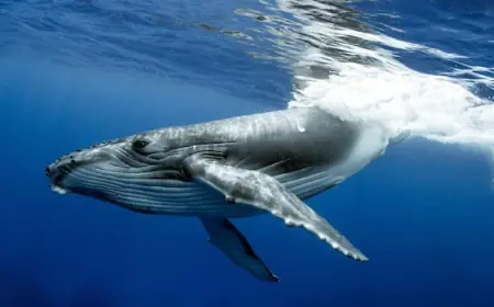 The world's oldest-known whale song recordings tell a story about the changing ocean