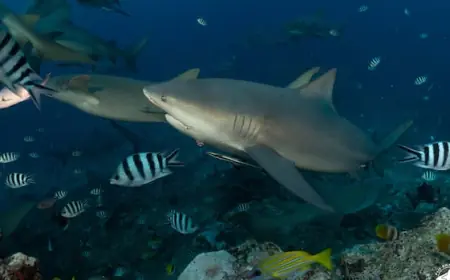 Turns out these sharks can make friends and have social lives, new study finds