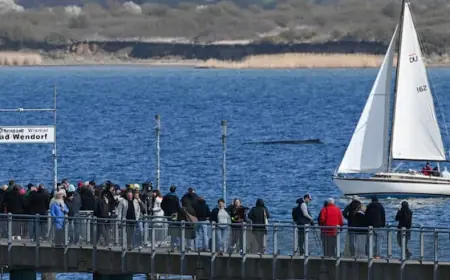 The humpback whale rescued last week in the shallow Baltic Sea? It's stuck again