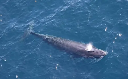 Trump officials exempt drilling in the Gulf of Mexico from endangered species act, putting rare whale at risk