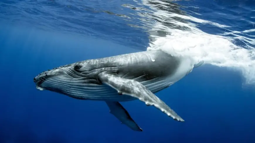 The world's oldest-known whale song recordings tell a story about the changing ocean