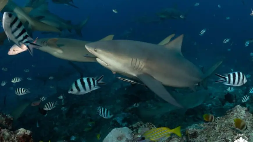 Turns out these sharks can make friends and have social lives, new study finds