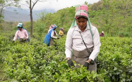 How climate change is threatening the flavour — and future — of India's prized Darjeeling tea