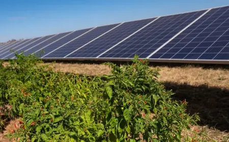 Solar power in Africa is heating up — thanks in part to chili peppers