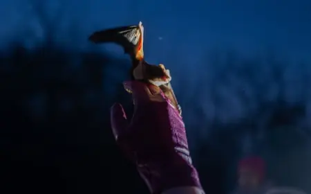 Ukrainians find glimmer of hope in war time by releasing hundreds of bats into the wild