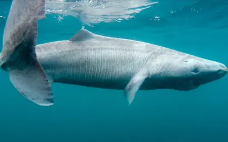 Scientists thrilled as an elusive Greenland shark washes up in Ireland