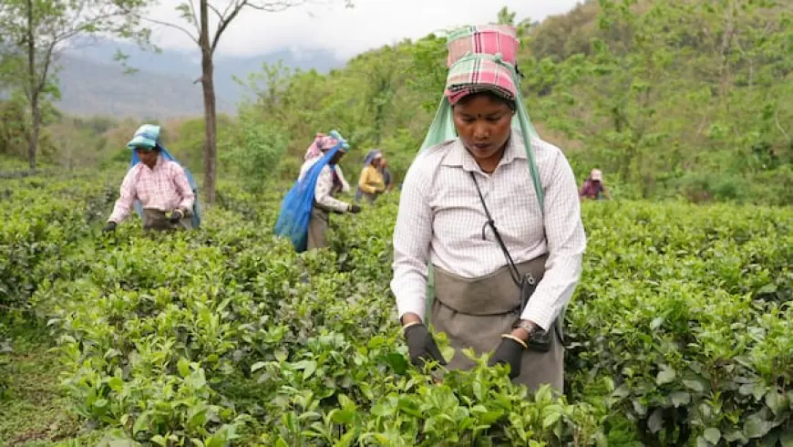 How climate change is threatening the flavour — and future — of India's prized Darjeeling tea