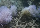 Coral reefs in Mauritius are turning ghostly white. Can nurseries rescue them from climate change?
