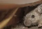 Cleaning out the shed or cottage for spring? Here’s how to protect yourself from hantavirus
