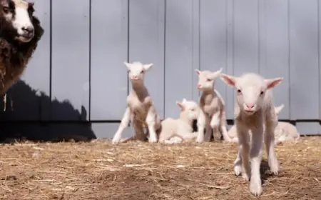 Mary had a little lamb, but Teemu the sheep had 6