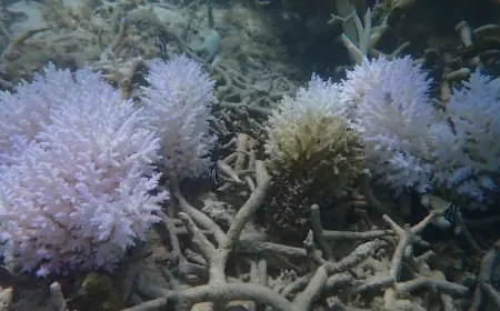 Coral reefs in Mauritius are turning ghostly white. Can nurseries rescue them from climate change?