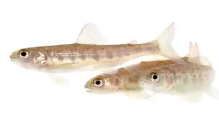 Researchers are giving salmon cocaine. Don't worry, it's for science