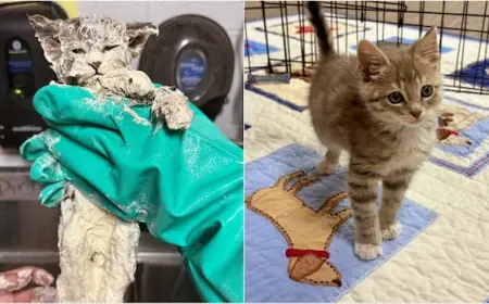 Elmer the kitten is now thriving after he was found in a bucket of glue