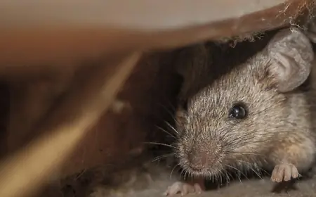 Cleaning out the shed or cottage for spring? Here’s how to protect yourself from hantavirus