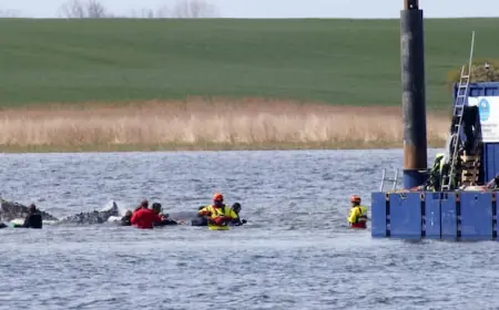 Humpback whale released after spectacular rescue effort found dead off Denmark