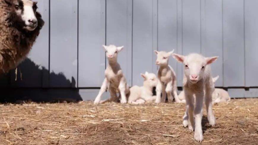 Mary had a little lamb, but Teemu the sheep had 6