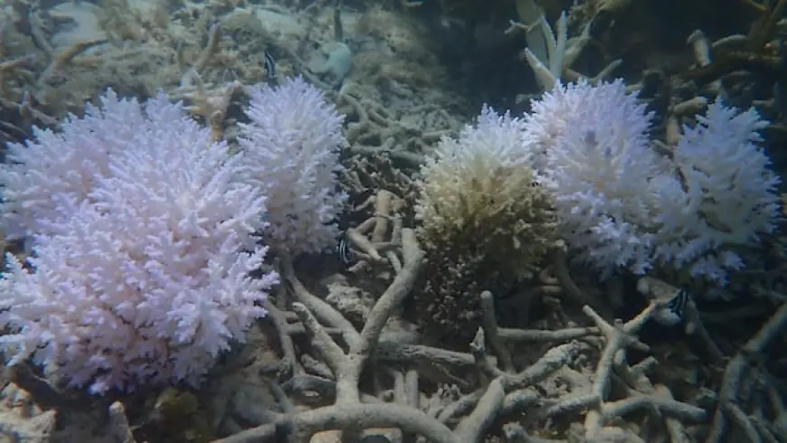 Coral reefs in Mauritius are turning ghostly white. Can nurseries rescue them from climate change?