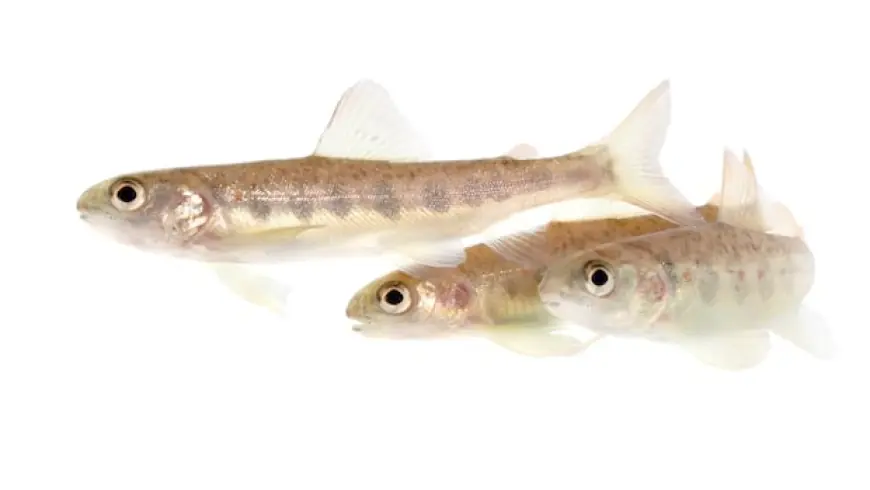 Researchers are giving salmon cocaine. Don't worry, it's for science