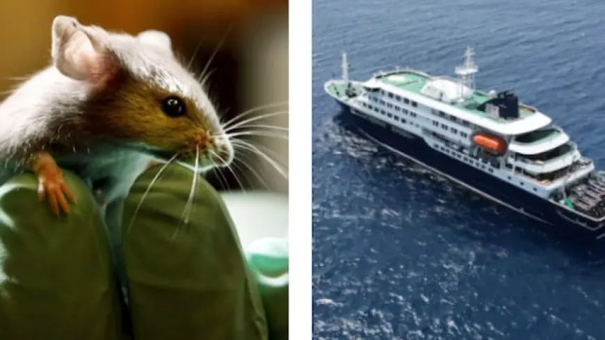 Human-to-human transmission of killer hantavirus suspected in cruise ship outbreak