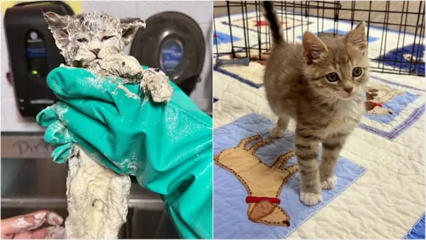 Elmer the kitten is now thriving after he was found in a bucket of glue