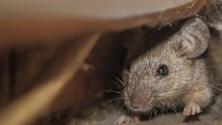 Cleaning out the shed or cottage for spring? Here’s how to protect yourself from hantavirus