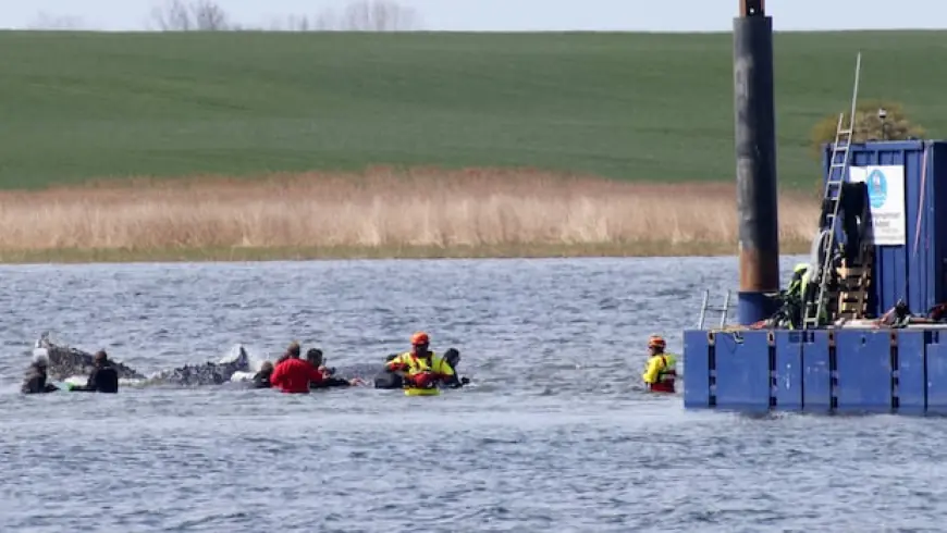 Humpback whale released after spectacular rescue effort found dead off Denmark