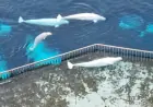 Canada endorses plan to send remaining Marineland belugas to Spain, across U.S.