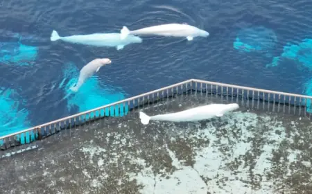 Canada endorses plan to send remaining Marineland belugas to Spain, across U.S.