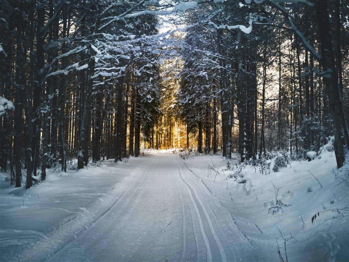 A început concursul pentru desemnarea celui mai gras urs din Alaska