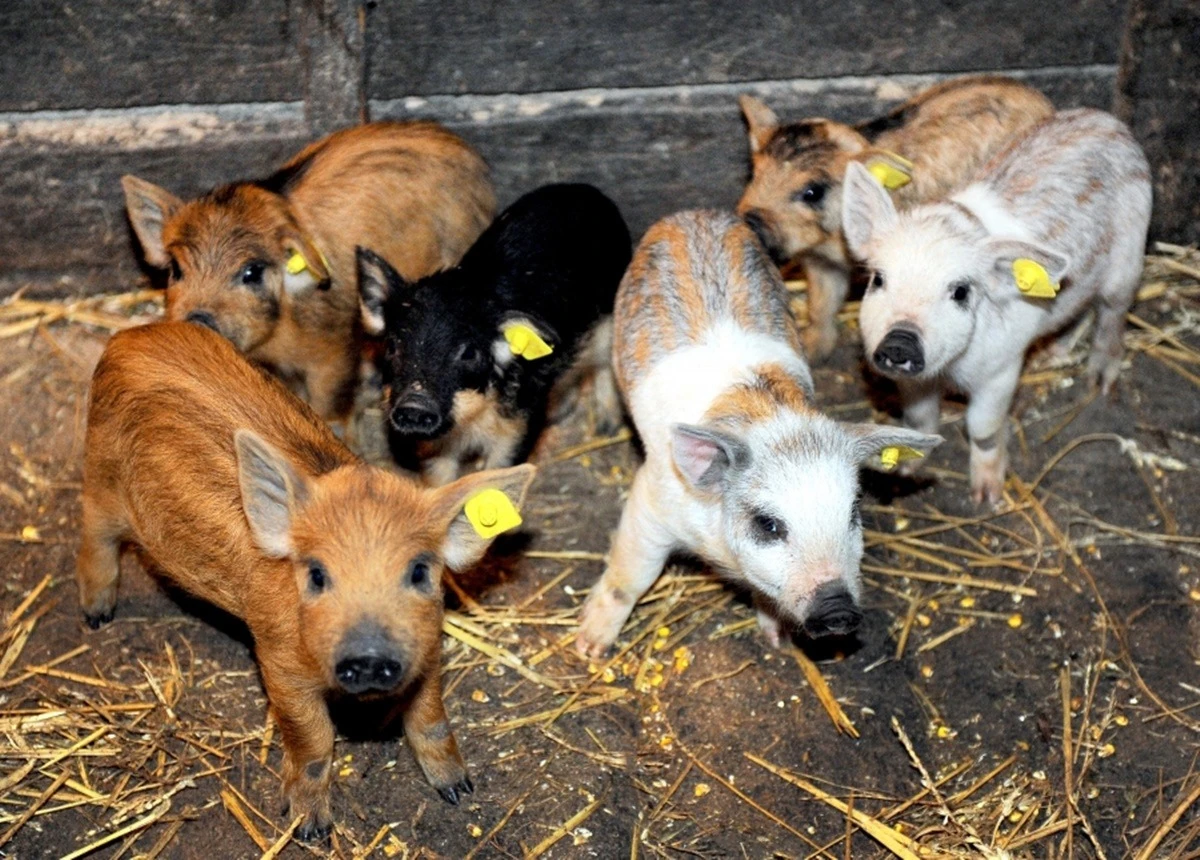 Comisia Europeană aprobă un ajutor de stat de 11 milioane de euro acordat de România crescătorilor de porci care se confruntă cu creșterea prețurilor la combustibili și la îngrășăminte