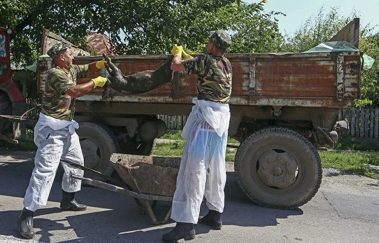 Focar de pesta porcină africană la o fermă din Buzău / Peste 5.700 de animale vor fi sacrificate
