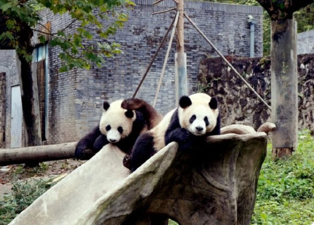 China trimite alți doi urși panda uriași în SUA, într-o nouă manifestare a „diplomației panda”
