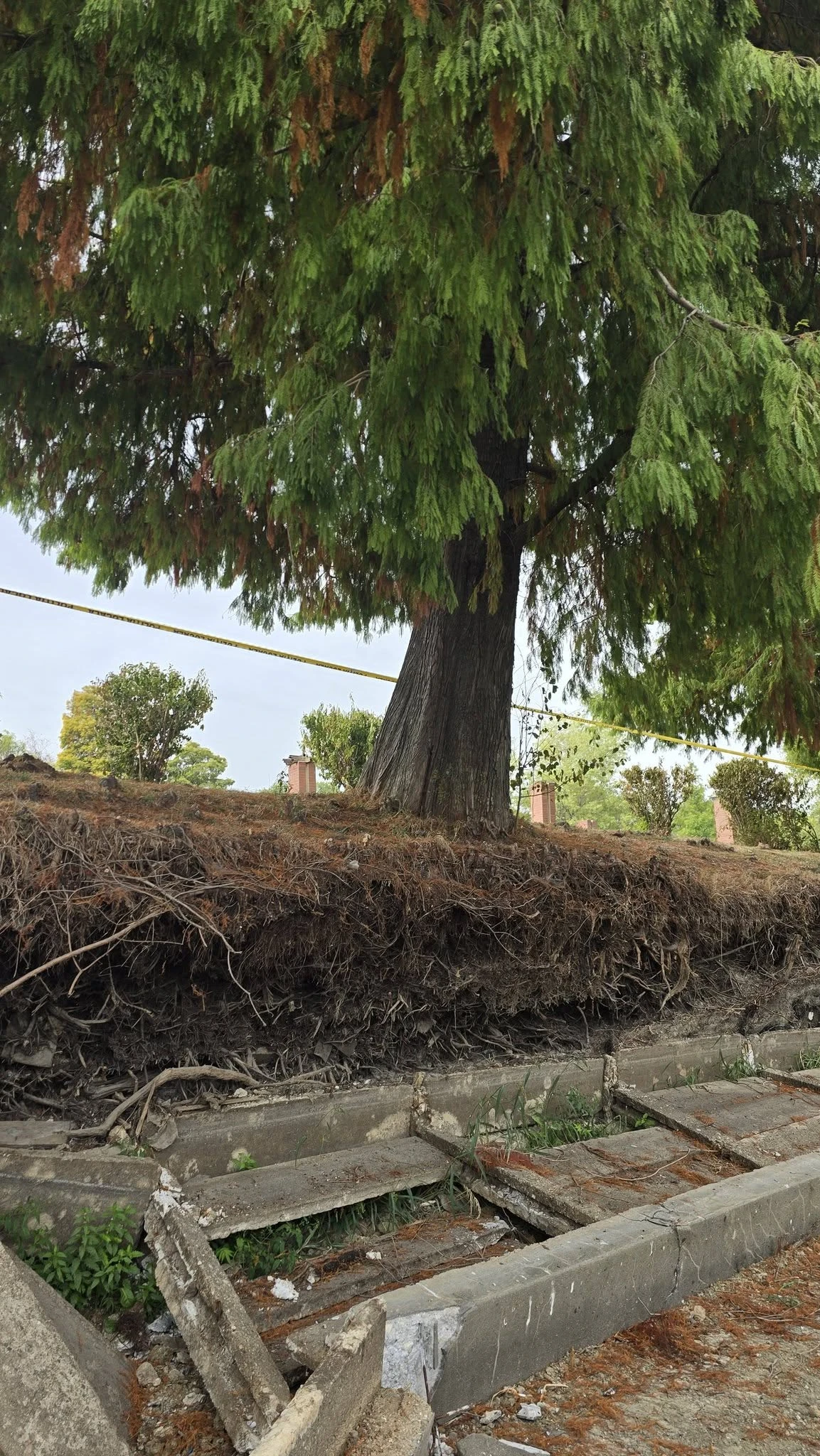 VIDEO A fost salvat un chiparos de aproape 100 de ani, din Parcul Herăstrău / ”A fost folosit sistemul Cobra, o soluţie neinvazivă de susţinere a arborilor”