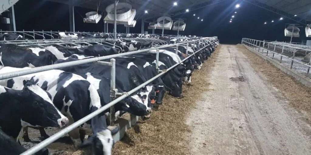 Modificări la schemele de ajutor de stat destinate crescătorilor de suine şi de bovine, adoptate de Parlament