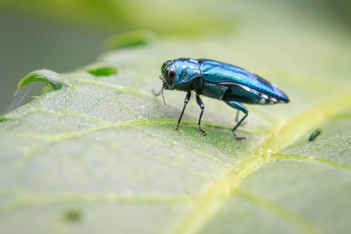 Gândacul pătat, o insectă invazivă care a provocat pierderi agricole semnificative în Statele Unite, a fost descoperită în Ungaria