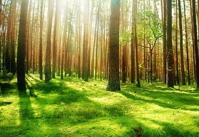 ONU avertizează asupra posibilităților tot mai reduse pentru regenerarea pădurilor lumii / Peste 489 de milioane de hectare de păduri au fost defrișate din 1990 la nivel mondial
