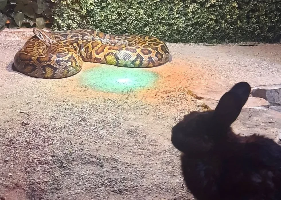 Un șarpe hrănit cu un iepure viu la Zoo Sibiu / Primăria explică de ce s-a ajuns aici: unele specii de șerpi refuză hrana decongelată sau moartă / ”Momentul hrănirii nu trebuia să fie deschis publicului”