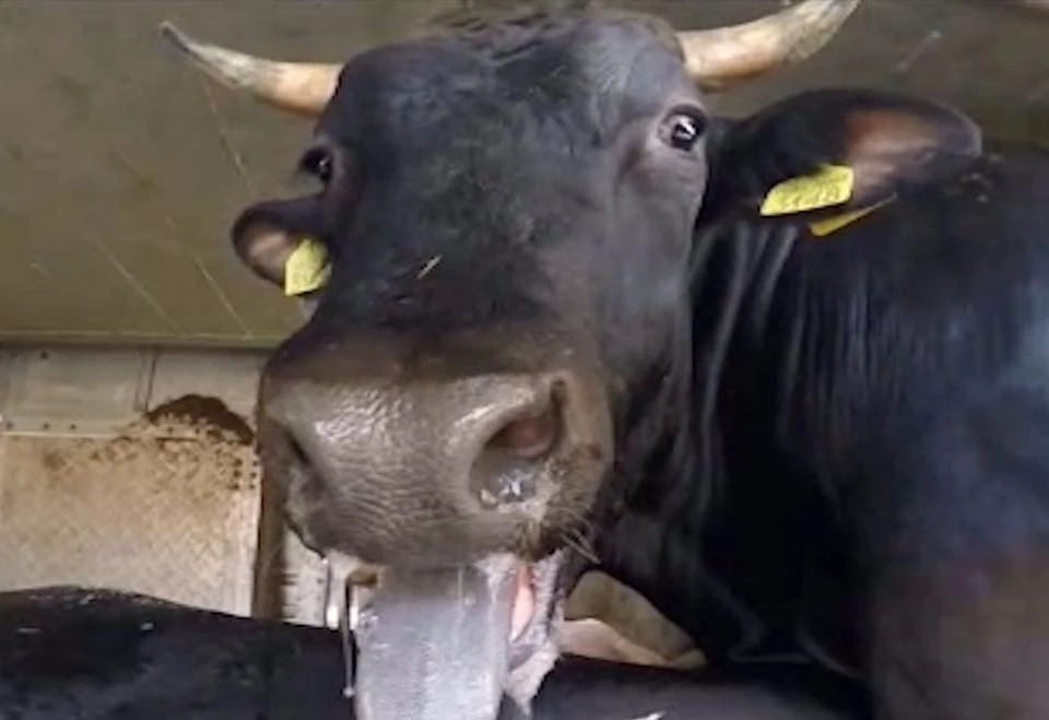 Bovine confirmate cu rabie în județul Harghita / Autorităţile au dispus măsuri pentru limitarea răspândirii bolii