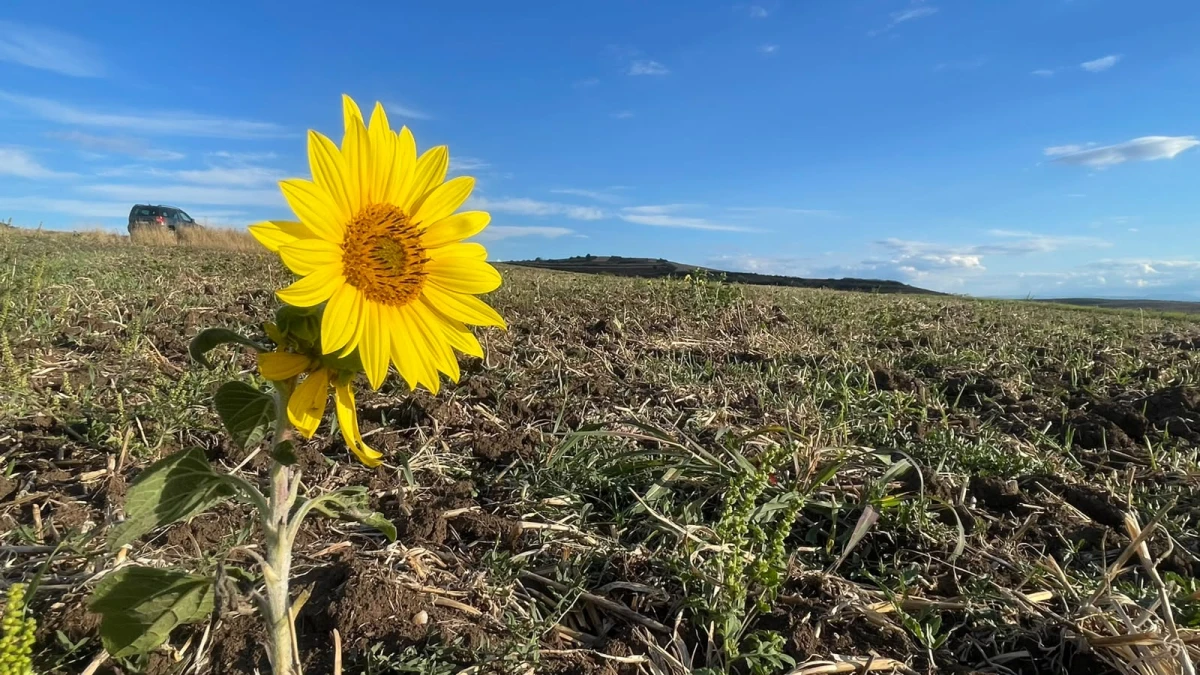 Cele mai răspândite falsuri despre agricultura Moldovei în UE / ”Fructele noastre vor ajunge la gunoi”, ”vor fi luate pământurile moldovenilor”, ”vom fi obligați să folosim semințe modificate genetic” / Ghid împotriva dezinformării
