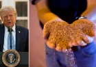 Fact check: Could Trump replace Canada's potash with Belarus?